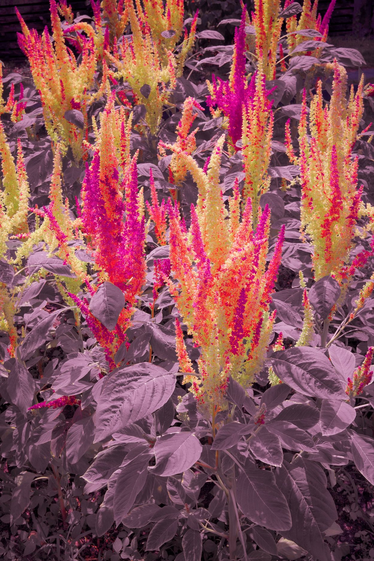 fleurs d'ailleurs II